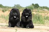 CHOW CHOW 184